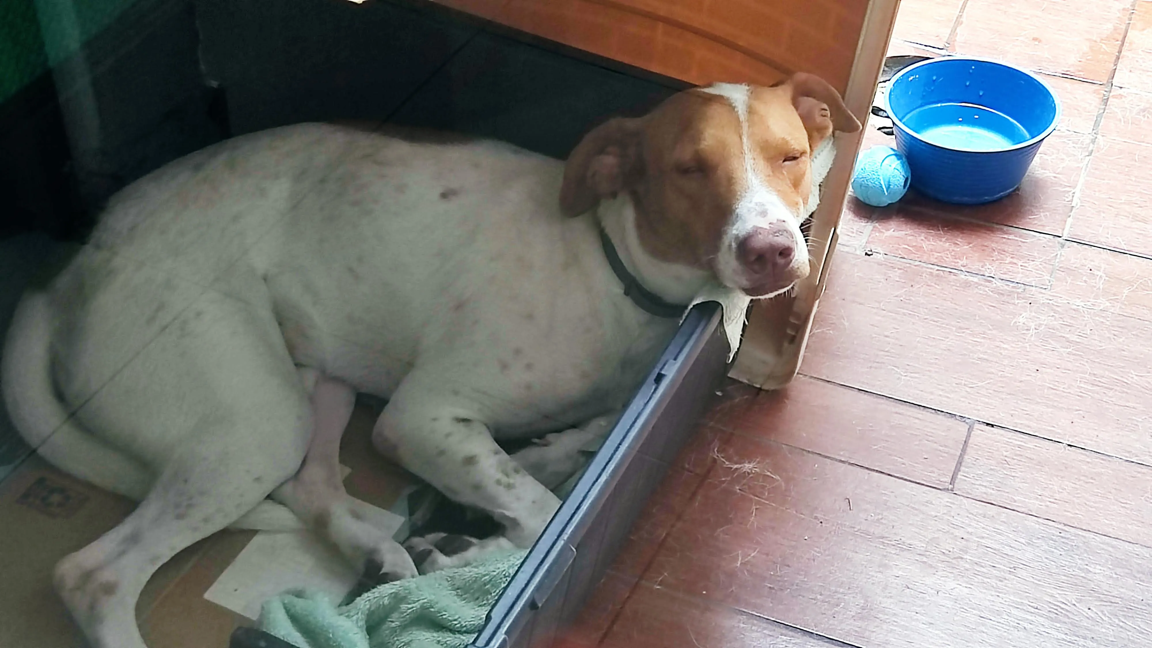 Foto de perro Mestizo - Charly en adopción en Tlaquepaque, Jalisco