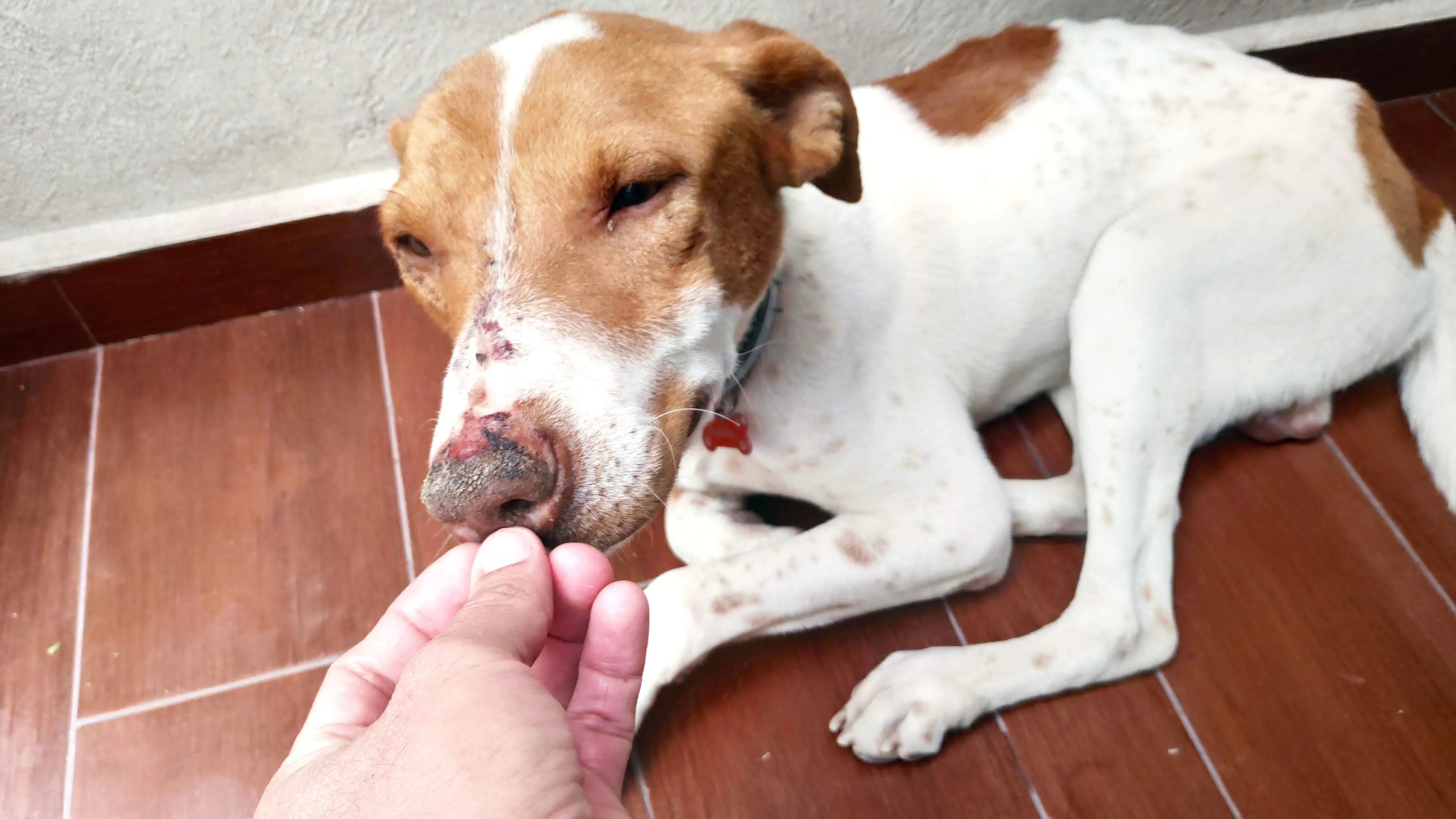 Foto de perro Mestizo - Charly en adopción en Tlaquepaque, Jalisco