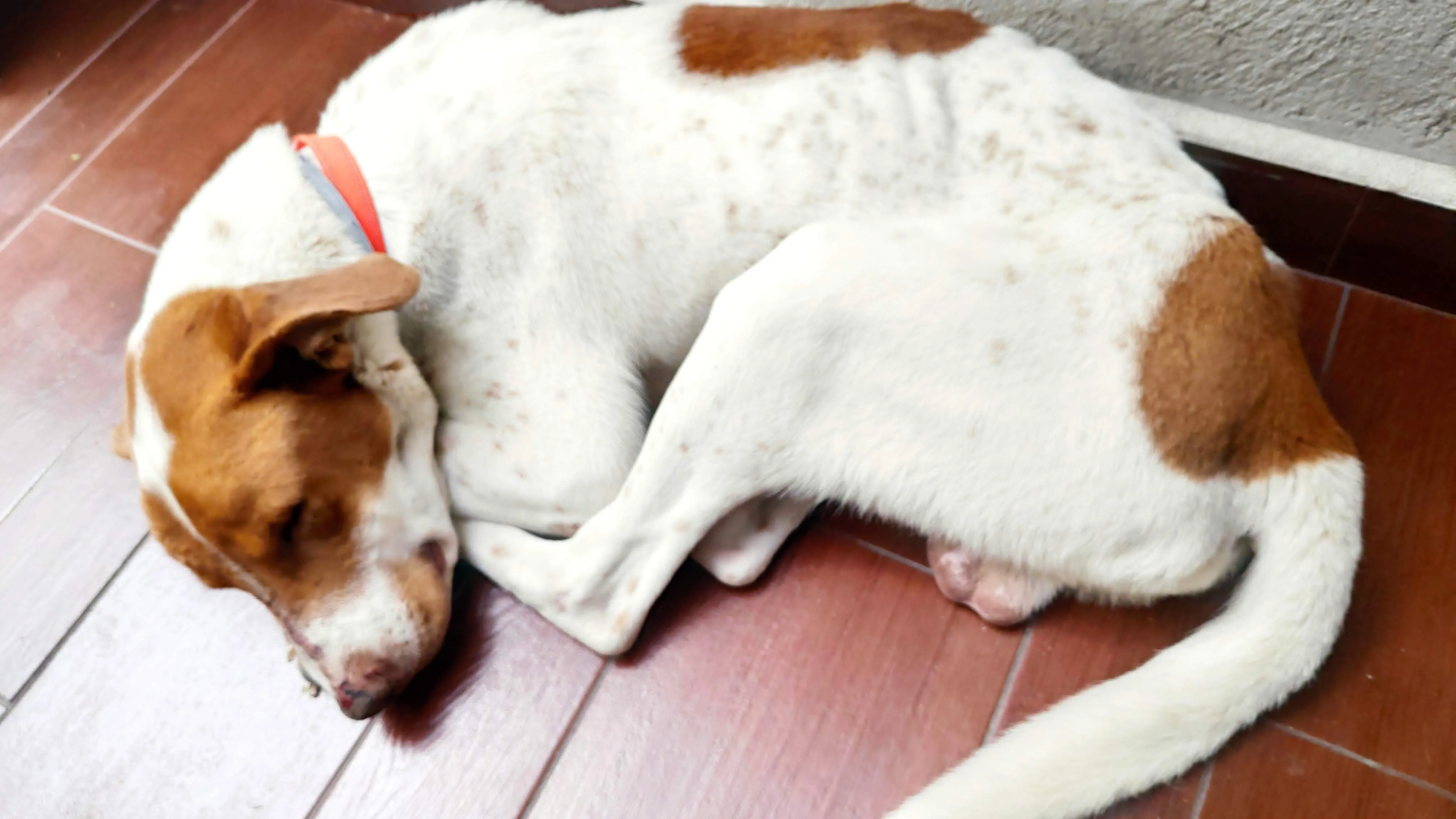 Foto de perro Mestizo - Charly en adopción en Tlaquepaque, Jalisco