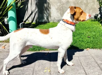 Charly - perro en adopción en Tlaquepaque, Jalisco