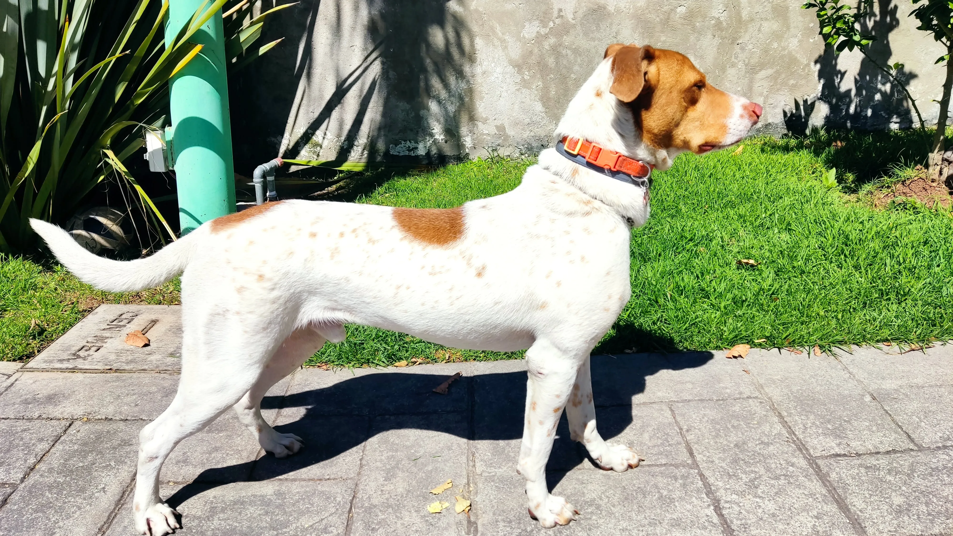 Charly - perro en adopción en Tlaquepaque, Jalisco