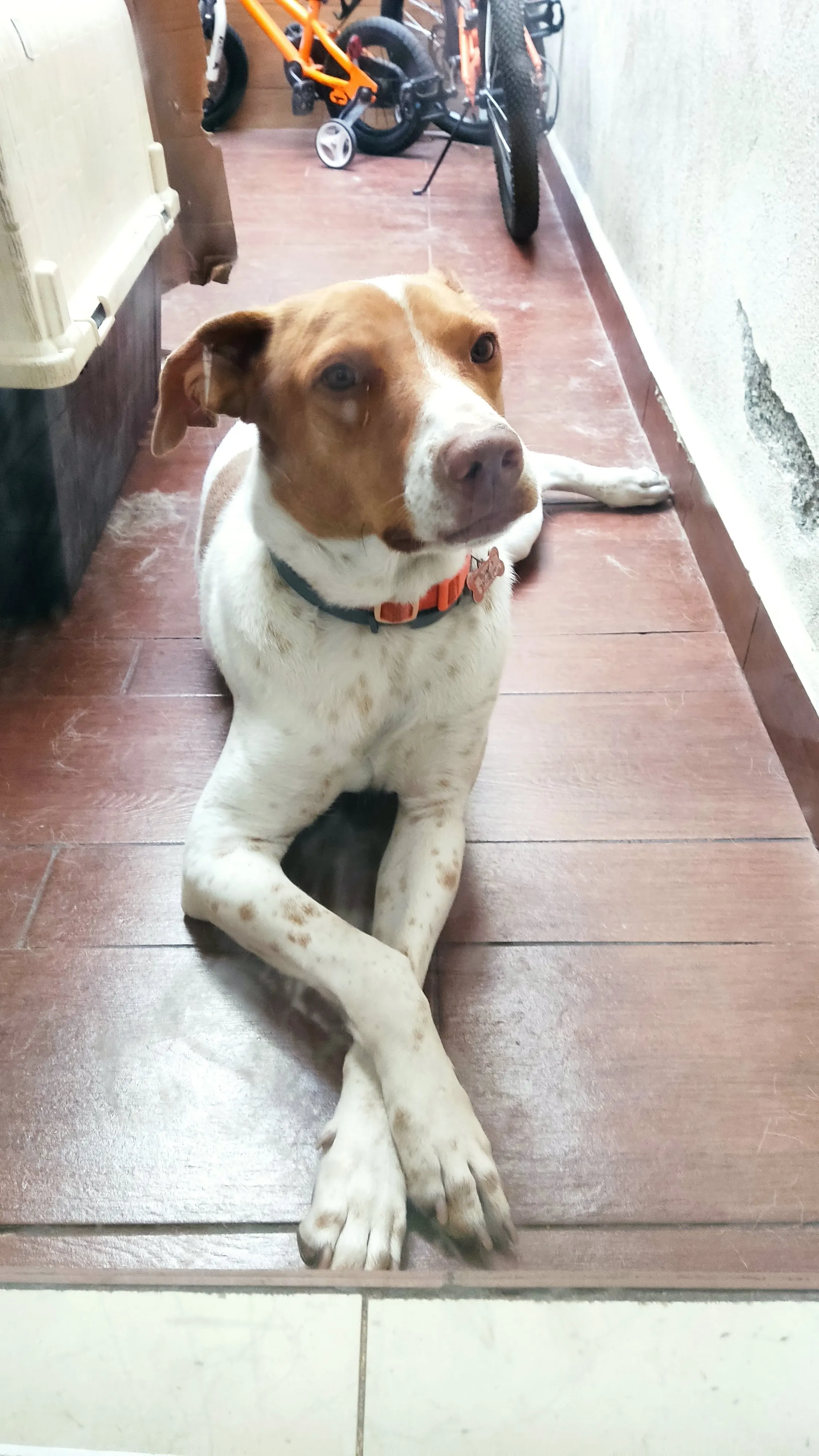 Foto de perro Mestizo - Charly en adopción en Tlaquepaque, Jalisco