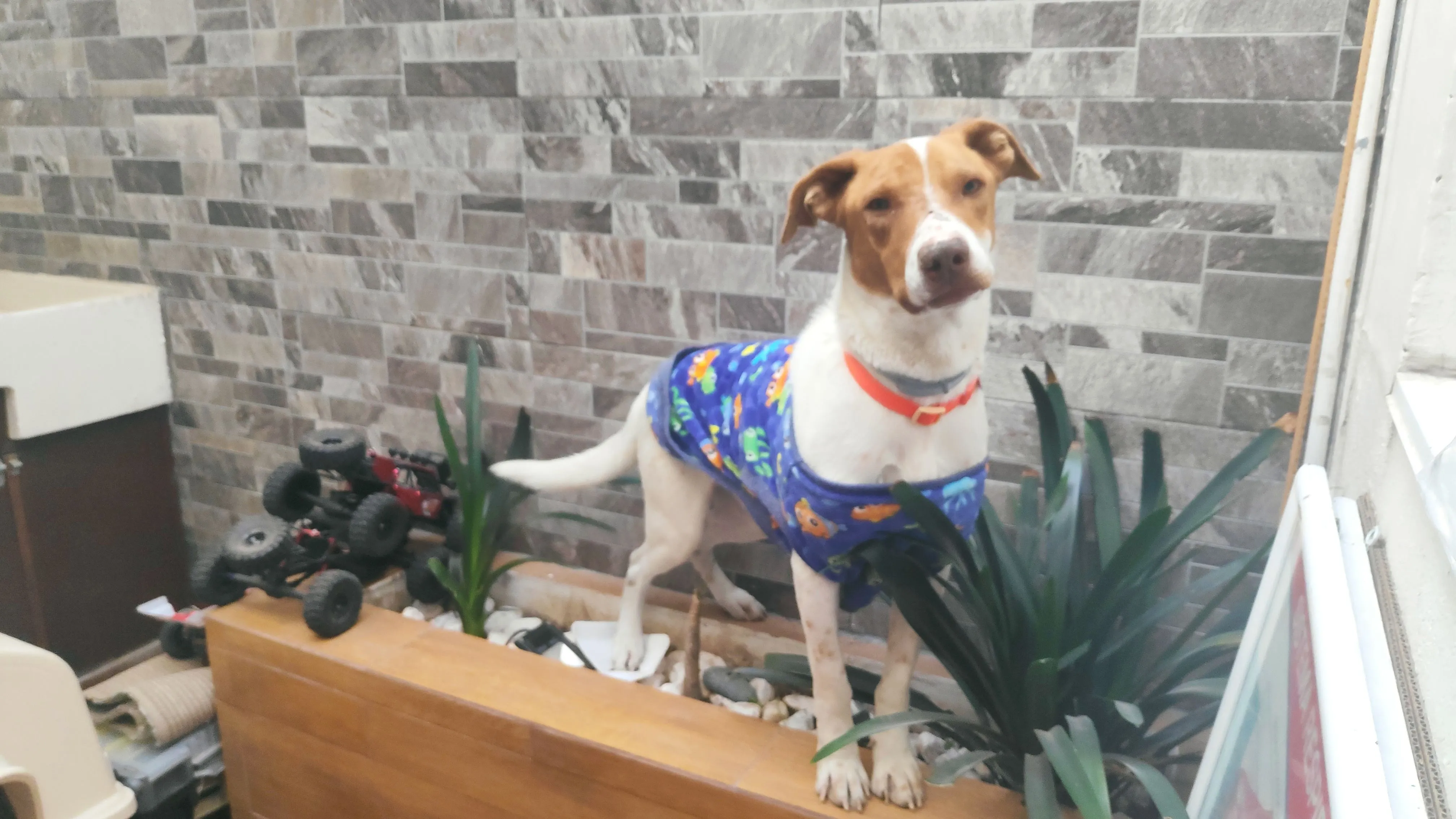 Foto de perro Mestizo - Charly en adopción en Tlaquepaque, Jalisco