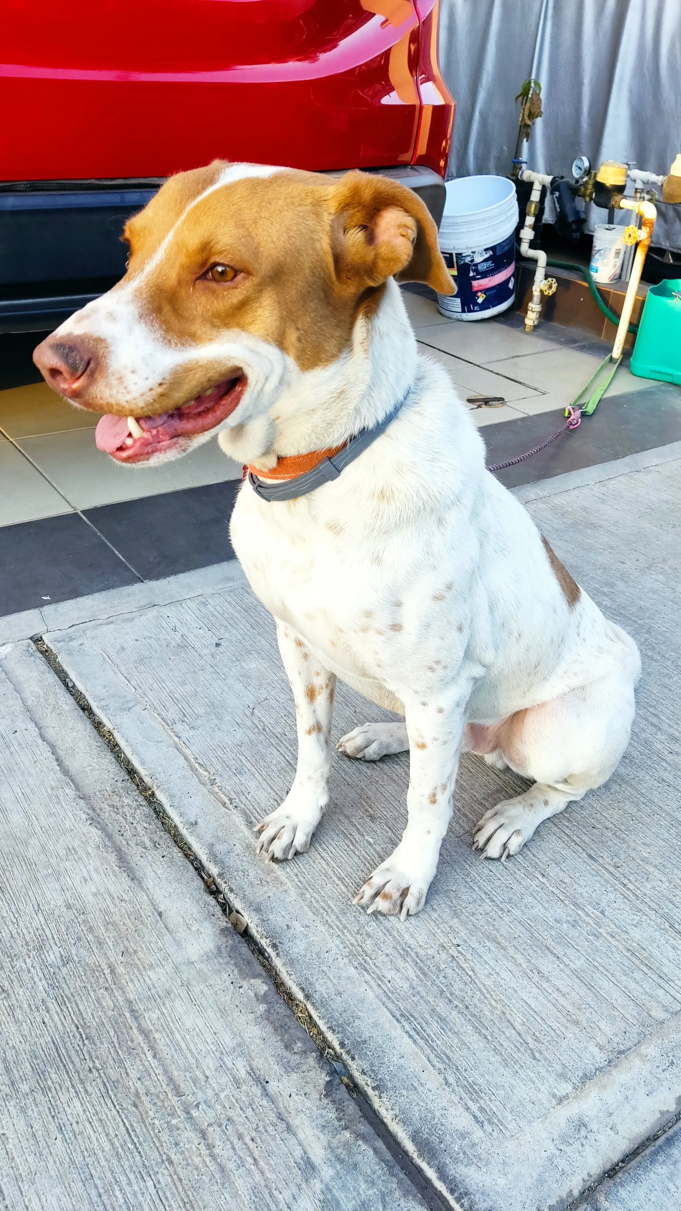 Foto de perro Mestizo - Charly en adopción en Tlaquepaque, Jalisco