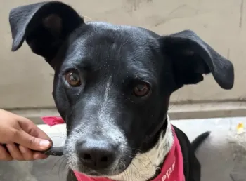Perro Mestizo hembra - CONY en adopción en Tlaquepaque, Jalisco