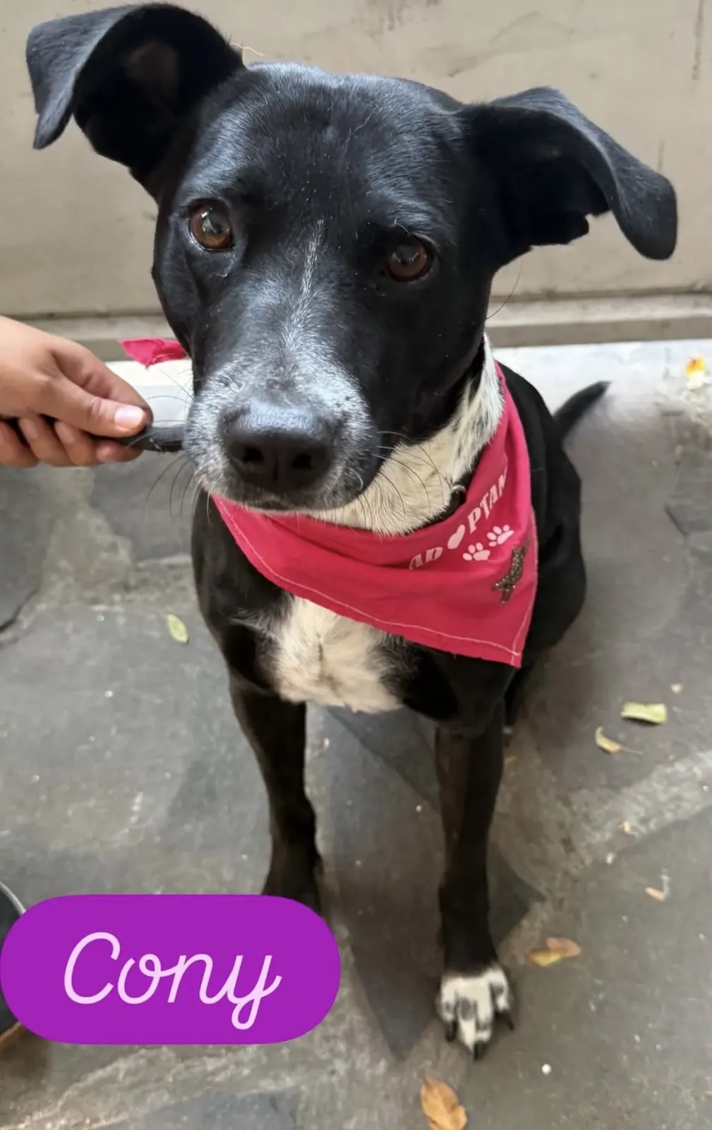 Foto principal de perro Mestizo hembra - CONY en adopción en Tlaquepaque, Jalisco