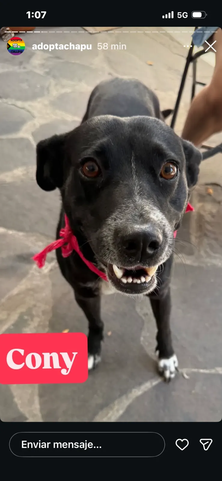 Foto de perro Mestizo - CONY en adopción en Tlaquepaque, Jalisco
