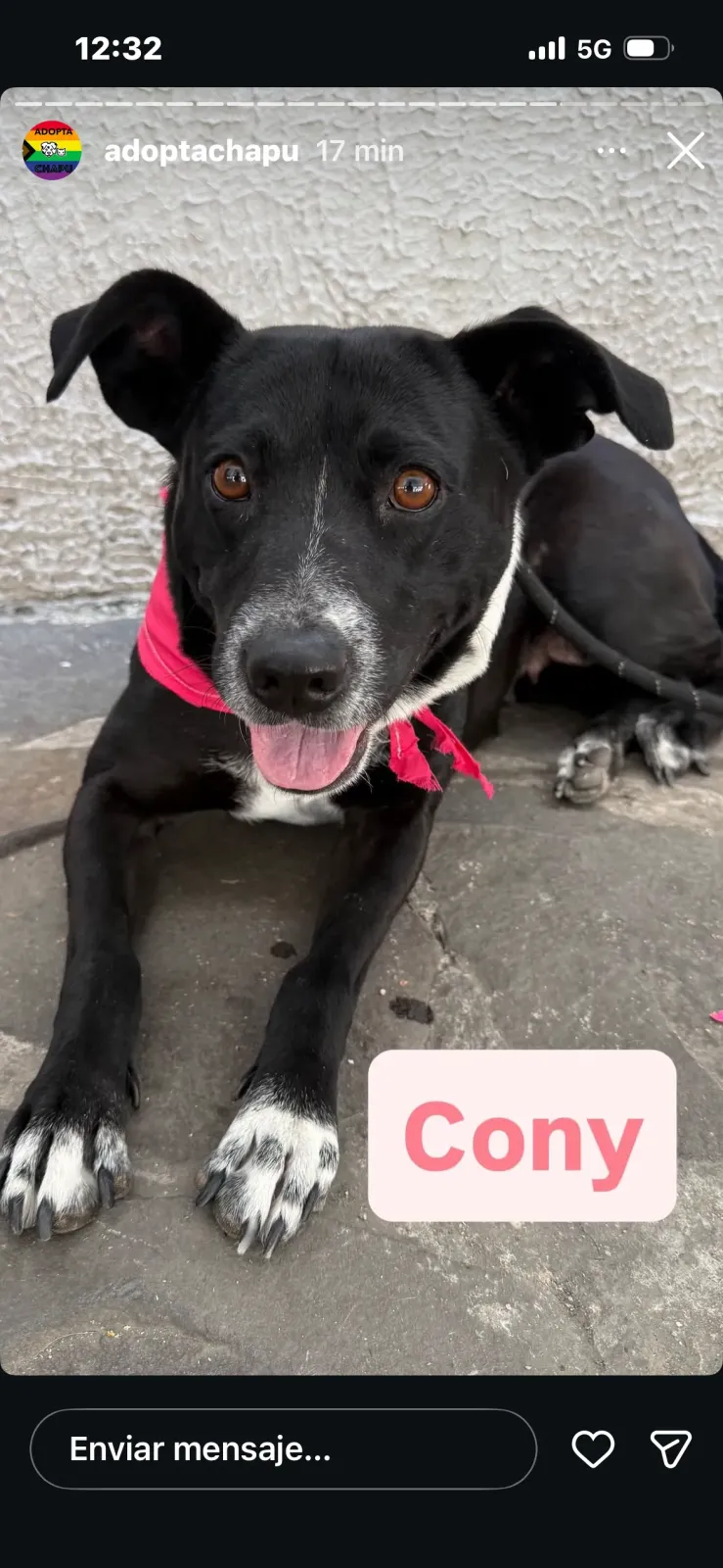 Foto de perro Mestizo - CONY en adopción en Tlaquepaque, Jalisco