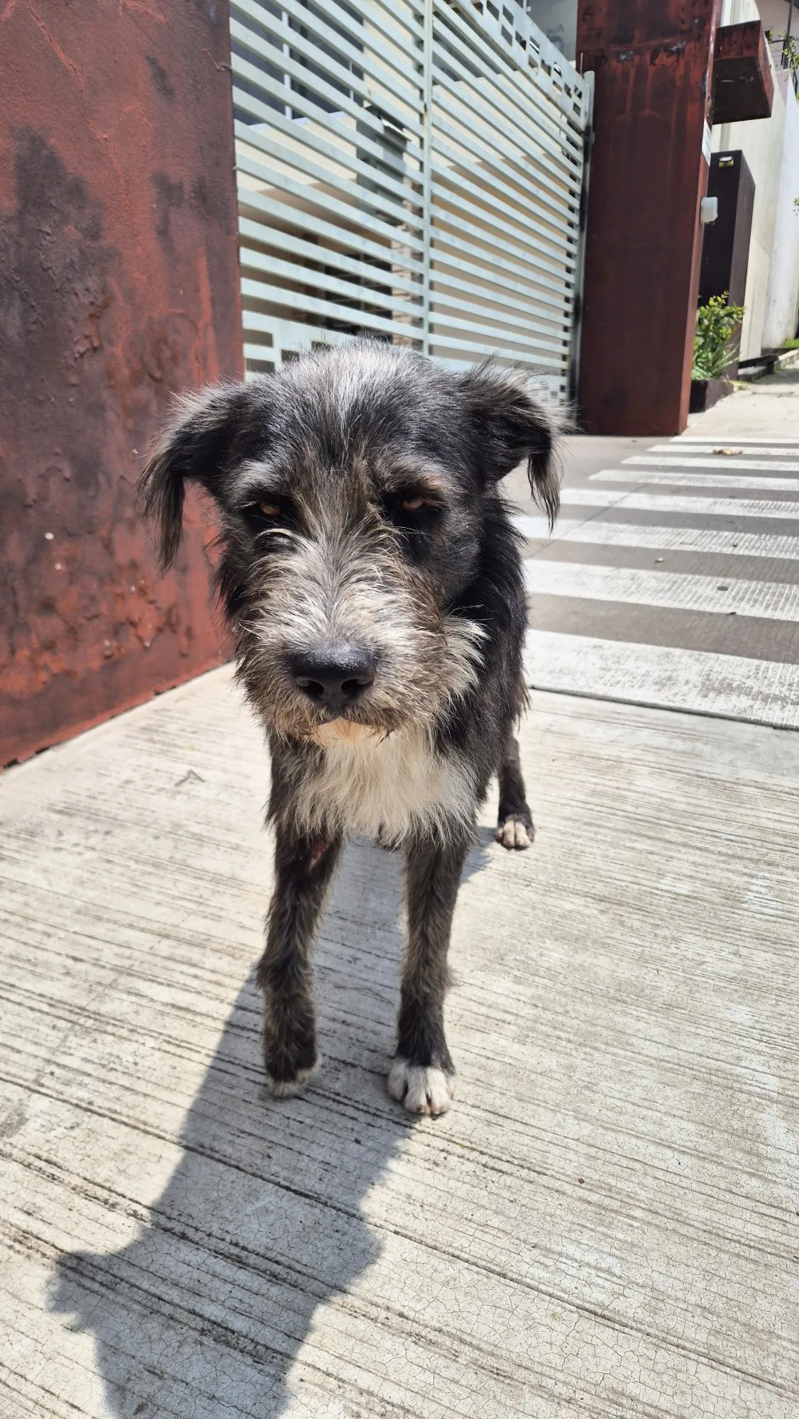 Foto de perro Mestizo - El barbas en adopción en Guadalajara, Jalisco