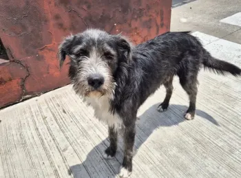 El barbas - perro en adopción en Guadalajara, Jalisco