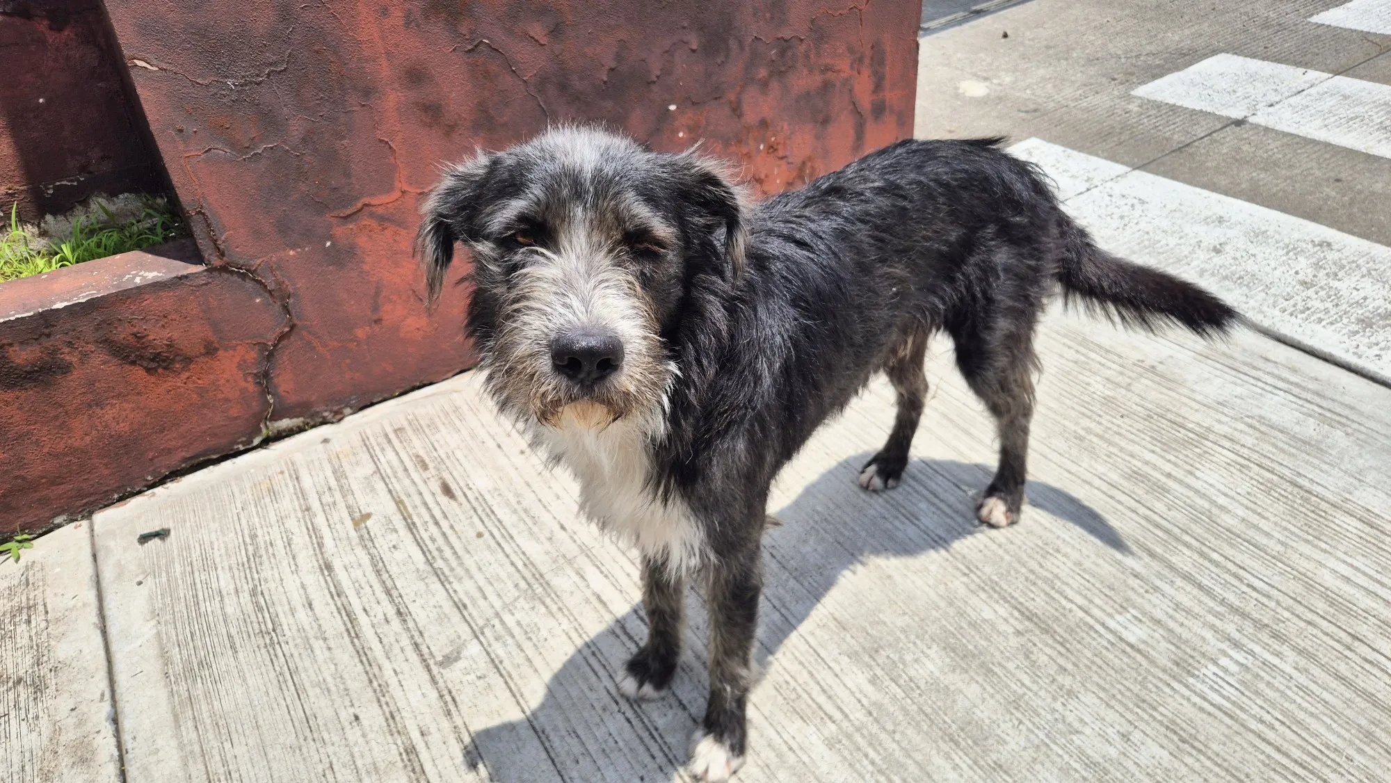 El barbas - perro en adopción en Guadalajara, Jalisco