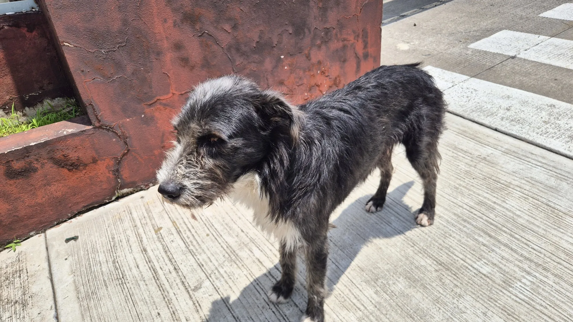 Foto de perro Mestizo - El barbas en adopción en Guadalajara, Jalisco