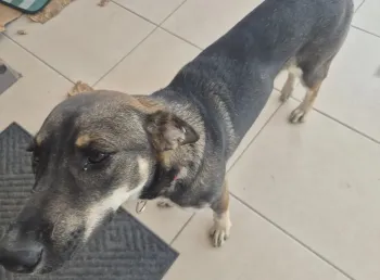 Luna - perro en adopción en Guadalajara, Jalisco