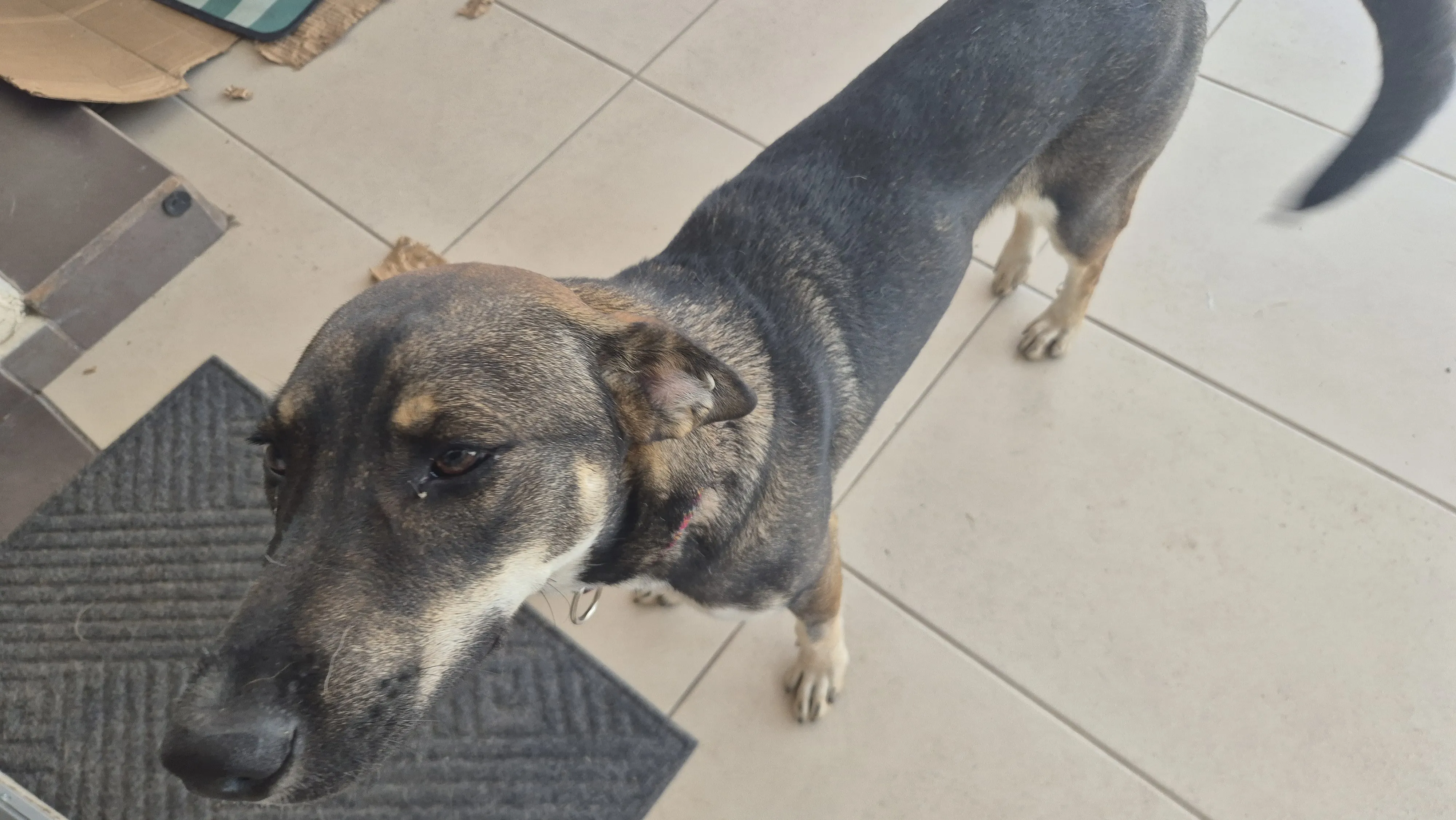 Luna - perro en adopción en Guadalajara, Jalisco
