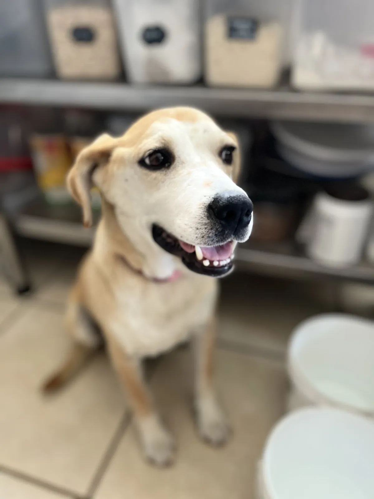 Foto de perro Mestizo - MAYA en adopción en Tlaquepaque, Jalisco