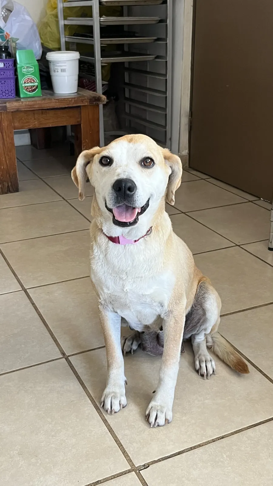 Foto de perro Mestizo - MAYA en adopción en Tlaquepaque, Jalisco