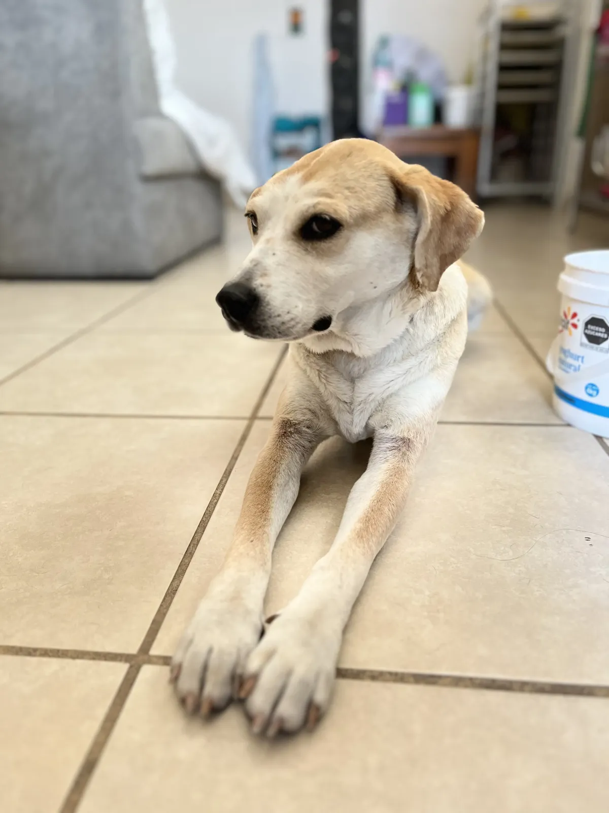 Foto de perro Mestizo - MAYA en adopción en Tlaquepaque, Jalisco