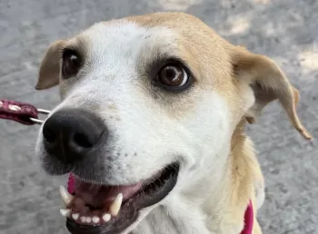 MAYA - perro en adopción en Tlaquepaque, Jalisco
