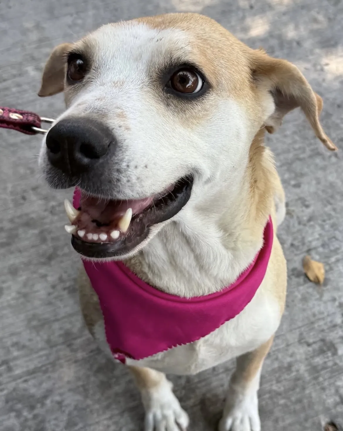 Foto principal de perro Mestizo hembra - MAYA en adopción en Tlaquepaque, Jalisco
