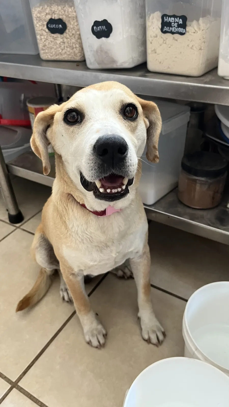 Foto de perro Mestizo - MAYA en adopción en Tlaquepaque, Jalisco